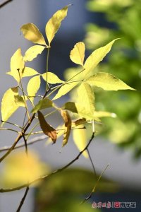 立秋等同于入秋吗(你知道吗?“立秋”不等于入秋!)