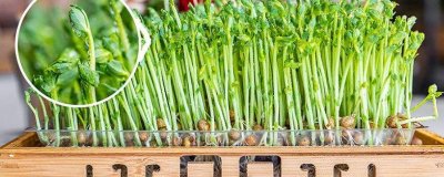 豌豆怎么才能发芽 豌豆怎么弄发芽