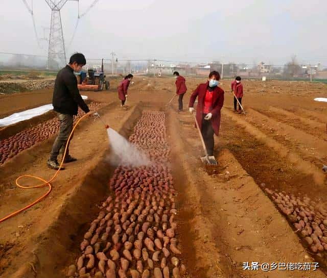 红薯苗什么时候种植,怎么种植-(红薯育苗时间和方法)