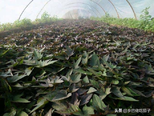 红薯苗什么时候种植,怎么种植-(红薯育苗时间和方法)