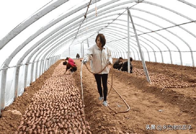 红薯苗什么时候种植,怎么种植-(红薯育苗时间和方法)