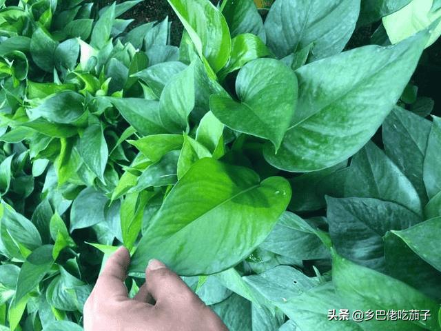 红薯苗什么时候种植,怎么种植-(红薯育苗时间和方法)