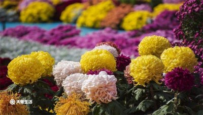 菊月是几月(菊月是什么时间)