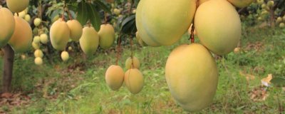 ​芒果可以和牛奶一起榨汁吗