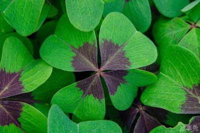 ​幸运四叶草代表什么