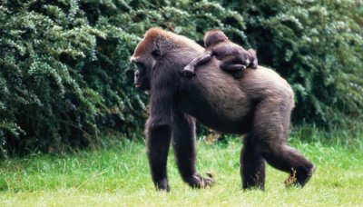 ​大猩猩吃什么