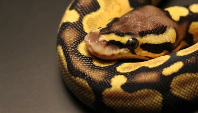 ​蛇一般几月份开始冬眠