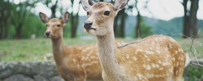 ​梅花鹿是国家几级保护动物