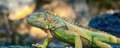 ​爬行动物是恒温动物吗