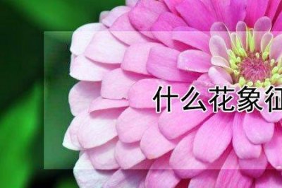 ​十种象征友谊的花