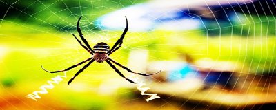 ​蜘蛛和蜈蚣为什么不是昆虫