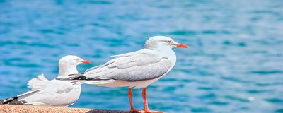​海鸥的生活特点