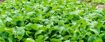 ​中秋种植什么蔬菜