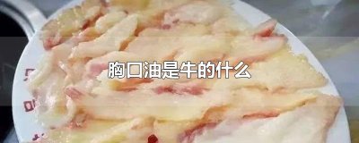 ​胸口油是牛的什么