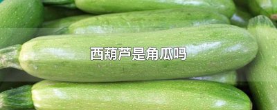 ​西葫芦是角瓜吗
