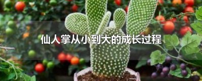 ​仙人掌从小到大的成长过程