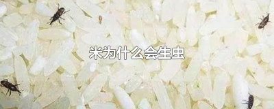 ​米为什么会生虫