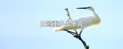 ​白鹭重多少千克