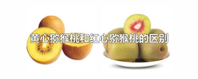 ​黄心猕猴桃和红心猕猴桃的区别