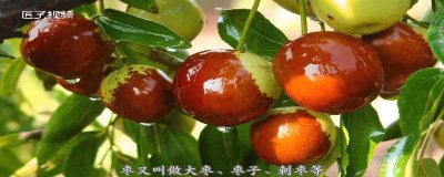 ​枣属于水果还是蔬菜