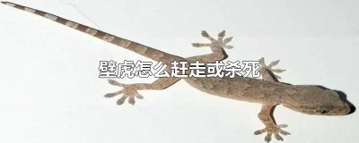 ​壁虎怎么赶走或杀死