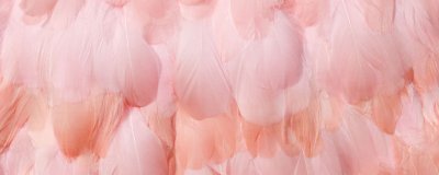 ​羽毛通常分为哪三种