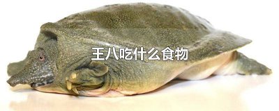 ​养小王八吃什么食物最好 养小王八吃什么食物长得快