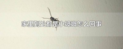 ​家里很多小蟑螂的原因 家里有小蟑螂是什么原因