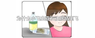 ​为什么小飞虫喜欢往眼睛里飞