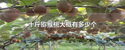 ​十斤猕猴桃大概有多少个