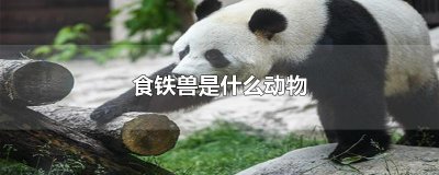 ​食铁兽是什么动物