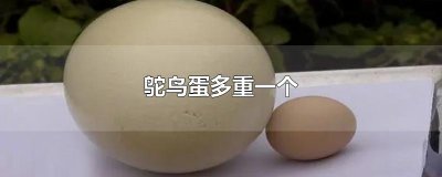 ​鸵鸟蛋多重一个