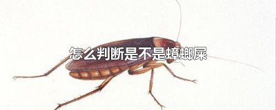 ​怎么判断是不是蟑螂屎