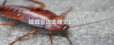 ​蟑螂会攻击睡觉的人吗