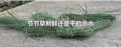 ​节节草新鲜还是干的泡水