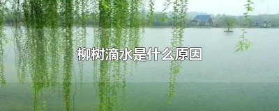 ​柳树滴水是什么原因