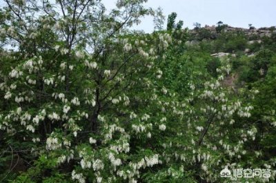 ​53度黄河王槐花香价格_槐花香酒52度多少钱