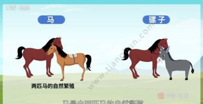​骡子和马的区别，骡子和驴和马的区别？