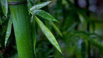 ​竹子象征着什么,竹子的象征和意义是什么