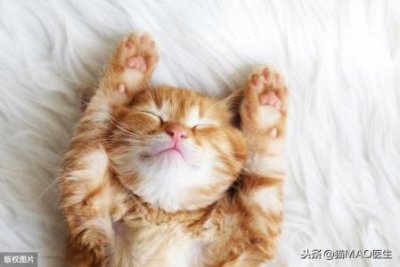 ​猫咪在何时绝育才是最佳的？不绝育会对猫咪本身有什么伤害呢？