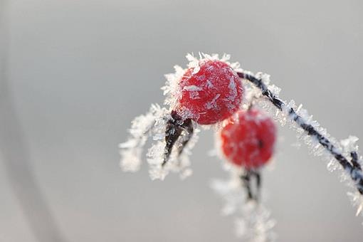 霜降节气的含义是什么