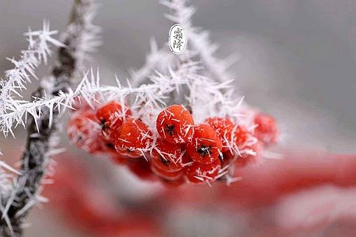 霜降节气的含义是什么