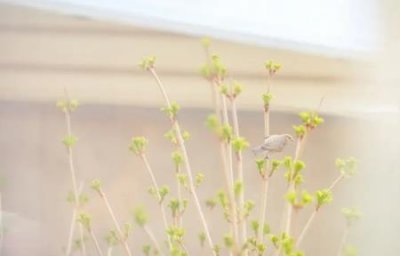 ​安卓系统是哪个国家开发的安卓系统是哪位？开发的