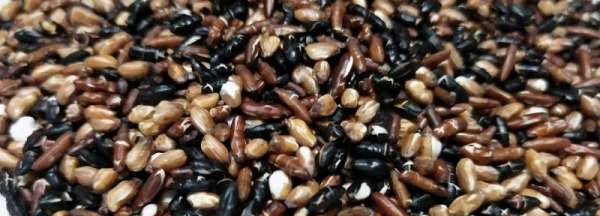 糙米是哪三种米,三色糙米是哪三种米图4