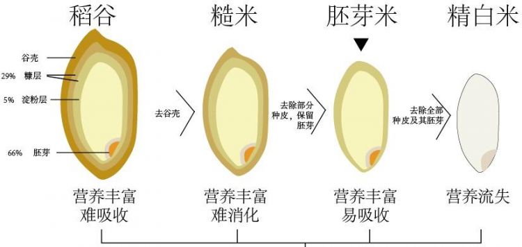 三色糙米是哪三种米