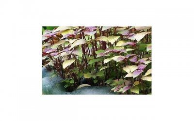 ​什么人群不宜吃柚子 柚子的功效与作用