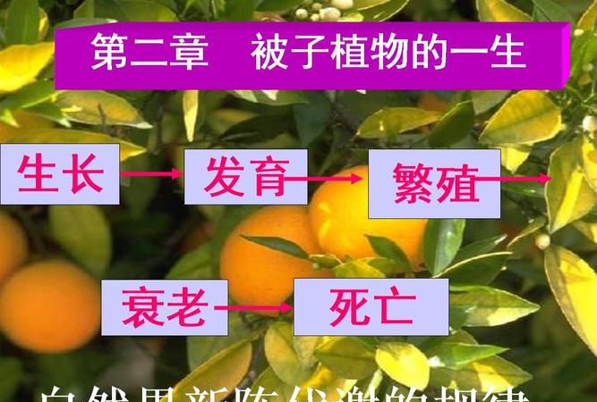 什么是被子子植物