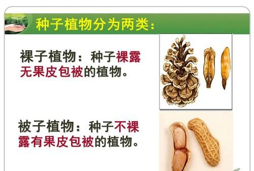 什么是被子叶植物