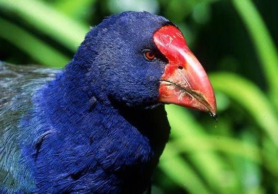 身为鸟却不会飞，70年前曾被认为已灭绝，如今数量不超300只