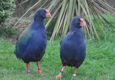 ​身为鸟却不会飞，70年前曾被认为已灭绝，如今数量不超300只